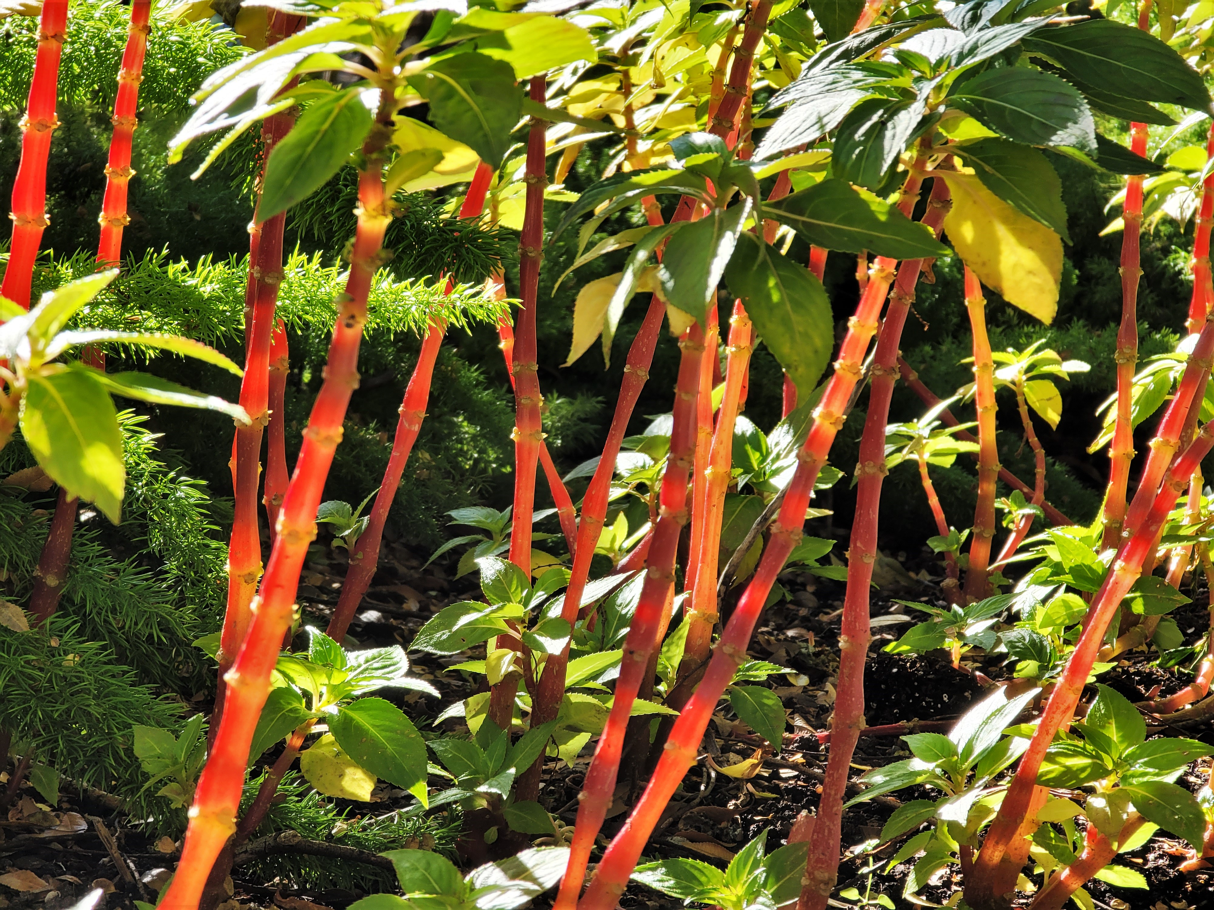 Patio plants